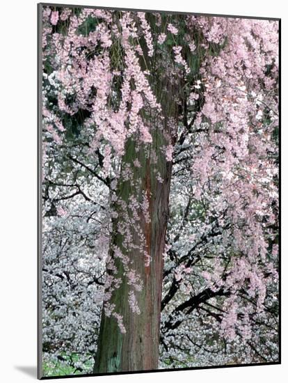 Cherry Blossoms and Red Cedar Tree Trunk, Washington, USA-William Sutton-Mounted Photographic Print
