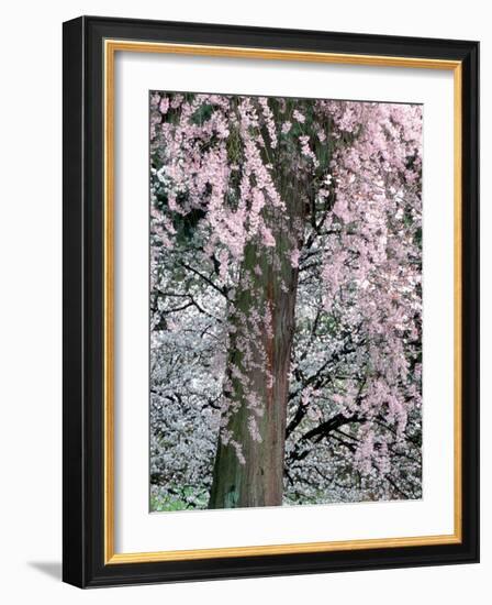Cherry Blossoms and Red Cedar Tree Trunk, Washington, USA-William Sutton-Framed Photographic Print