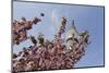 Cherry Blossoms and Television Tower, Hamburg, Germany, Europe-Axel Schmies-Mounted Photographic Print