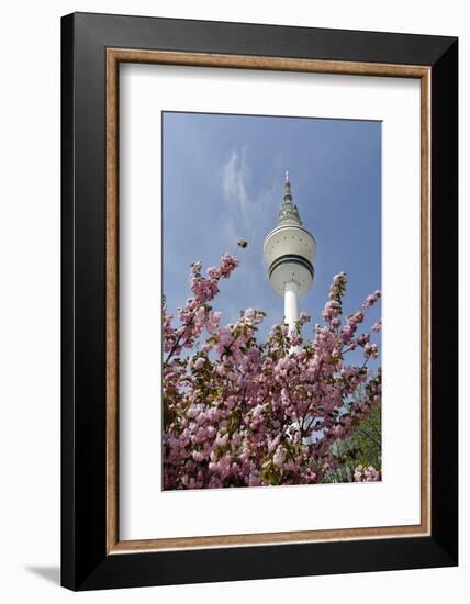 Cherry Blossoms and Television Tower, Hamburg, Germany, Europe-Axel Schmies-Framed Photographic Print