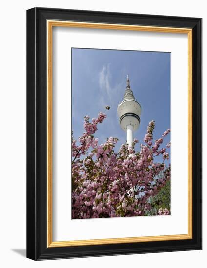 Cherry Blossoms and Television Tower, Hamburg, Germany, Europe-Axel Schmies-Framed Photographic Print