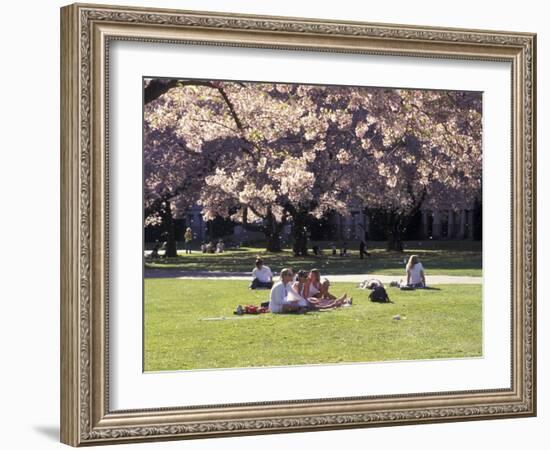 Cherry Blossoms and Trees in the Quad, University of Washington, Seattle, Washington, USA-Connie Ricca-Framed Photographic Print