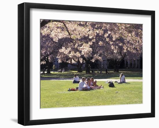 Cherry Blossoms and Trees in the Quad, University of Washington, Seattle, Washington, USA-Connie Ricca-Framed Photographic Print