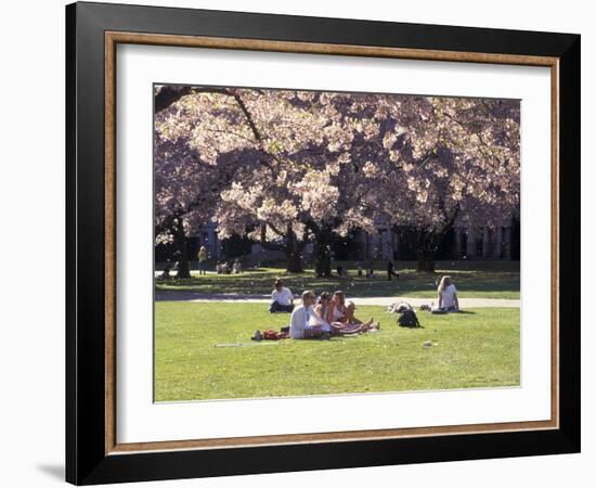 Cherry Blossoms and Trees in the Quad, University of Washington, Seattle, Washington, USA-Connie Ricca-Framed Photographic Print