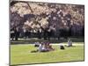 Cherry Blossoms and Trees in the Quad, University of Washington, Seattle, Washington, USA-Connie Ricca-Mounted Photographic Print