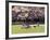 Cherry Blossoms and Trees in the Quad, University of Washington, Seattle, Washington, USA-Connie Ricca-Framed Photographic Print