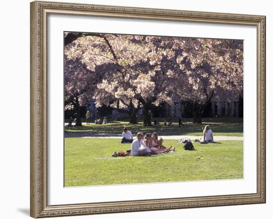 Cherry Blossoms and Trees in the Quad, University of Washington, Seattle, Washington, USA-Connie Ricca-Framed Photographic Print