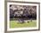 Cherry Blossoms and Trees in the Quad, University of Washington, Seattle, Washington, USA-Connie Ricca-Framed Photographic Print