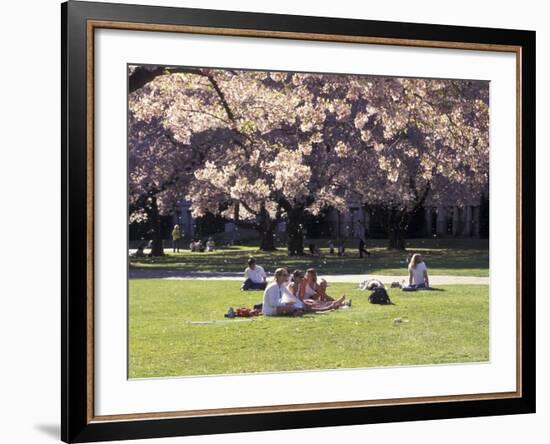 Cherry Blossoms and Trees in the Quad, University of Washington, Seattle, Washington, USA-Connie Ricca-Framed Photographic Print