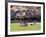 Cherry Blossoms and Trees in the Quad, University of Washington, Seattle, Washington, USA-Connie Ricca-Framed Photographic Print