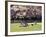 Cherry Blossoms and Trees in the Quad, University of Washington, Seattle, Washington, USA-Connie Ricca-Framed Photographic Print