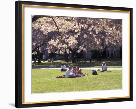 Cherry Blossoms and Trees in the Quad, University of Washington, Seattle, Washington, USA-Connie Ricca-Framed Photographic Print