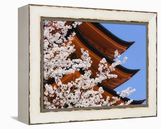 Cherry Blossoms at Itsukushima Jinja Shrine-Rudy Sulgan-Framed Premier Image Canvas