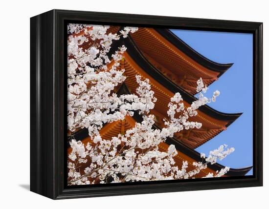 Cherry Blossoms at Itsukushima Jinja Shrine-Rudy Sulgan-Framed Premier Image Canvas