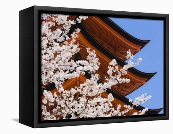 Cherry Blossoms at Itsukushima Jinja Shrine-Rudy Sulgan-Framed Premier Image Canvas