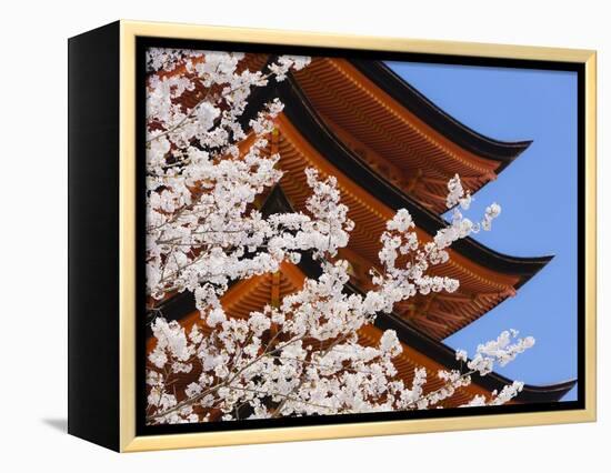 Cherry Blossoms at Itsukushima Jinja Shrine-Rudy Sulgan-Framed Premier Image Canvas