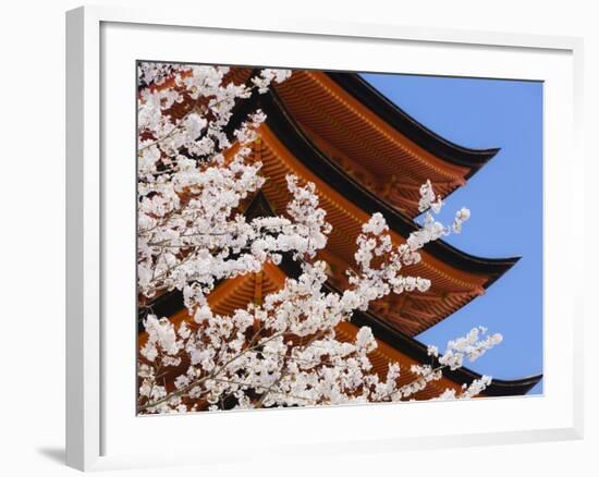 Cherry Blossoms at Itsukushima Jinja Shrine-Rudy Sulgan-Framed Photographic Print