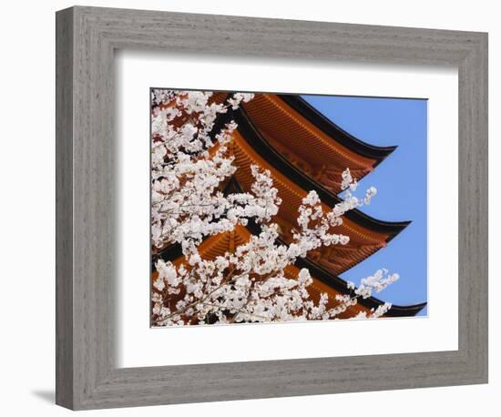 Cherry Blossoms at Itsukushima Jinja Shrine-Rudy Sulgan-Framed Photographic Print