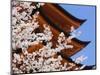 Cherry Blossoms at Itsukushima Jinja Shrine-Rudy Sulgan-Mounted Photographic Print