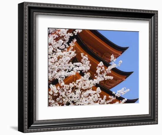 Cherry Blossoms at Itsukushima Jinja Shrine-Rudy Sulgan-Framed Photographic Print