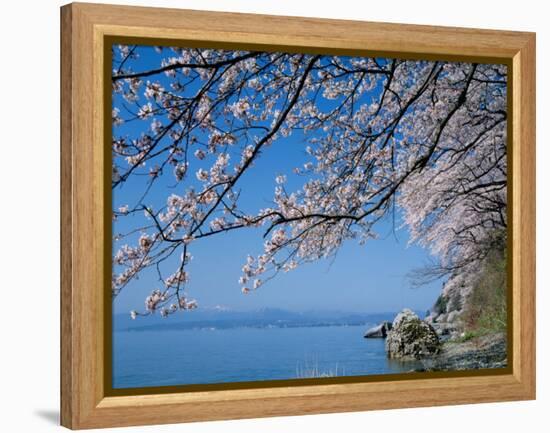 Cherry Blossoms at Lake Biwa-null-Framed Premier Image Canvas