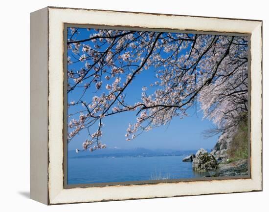 Cherry Blossoms at Lake Biwa-null-Framed Premier Image Canvas