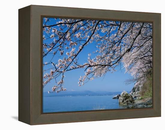 Cherry Blossoms at Lake Biwa-null-Framed Premier Image Canvas