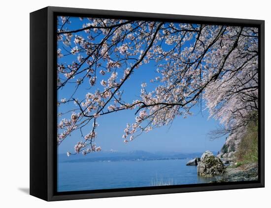 Cherry Blossoms at Lake Biwa-null-Framed Premier Image Canvas