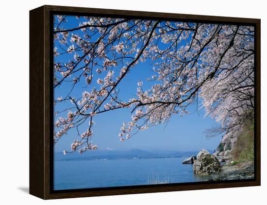 Cherry Blossoms at Lake Biwa-null-Framed Premier Image Canvas