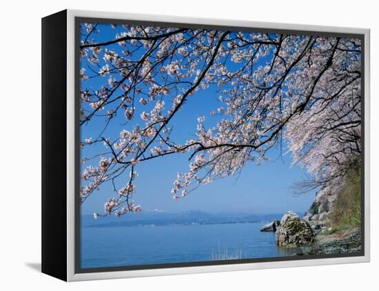 Cherry Blossoms at Lake Biwa-null-Framed Premier Image Canvas