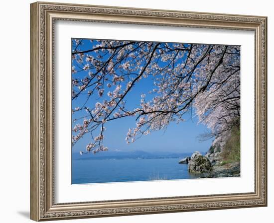 Cherry Blossoms at Lake Biwa-null-Framed Photographic Print