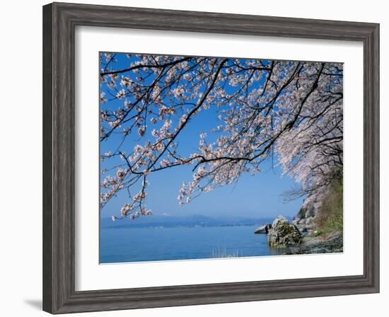 Cherry Blossoms at Lake Biwa-null-Framed Photographic Print