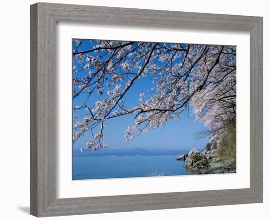 Cherry Blossoms at Lake Biwa-null-Framed Photographic Print