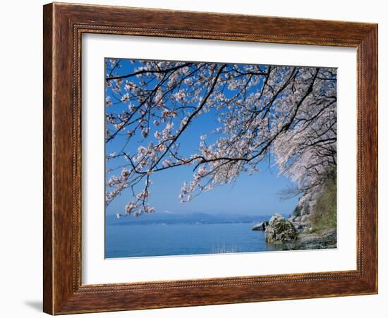 Cherry Blossoms at Lake Biwa-null-Framed Photographic Print