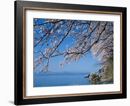 Cherry Blossoms at Lake Biwa-null-Framed Photographic Print