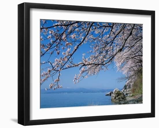 Cherry Blossoms at Lake Biwa-null-Framed Photographic Print