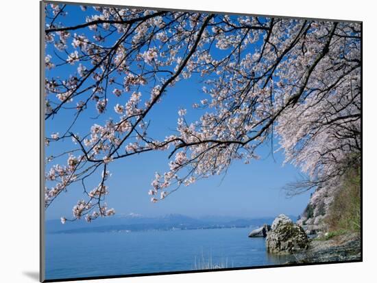 Cherry Blossoms at Lake Biwa-null-Mounted Photographic Print