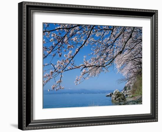 Cherry Blossoms at Lake Biwa-null-Framed Photographic Print