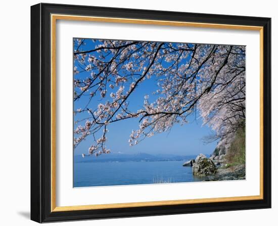 Cherry Blossoms at Lake Biwa-null-Framed Photographic Print