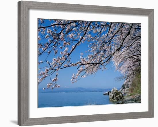 Cherry Blossoms at Lake Biwa-null-Framed Photographic Print