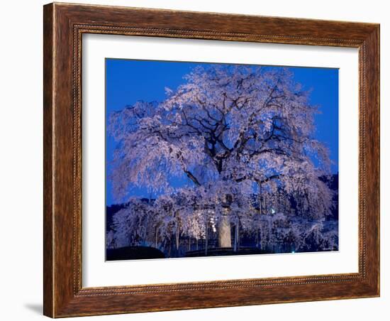 Cherry Blossoms at Night-null-Framed Photographic Print