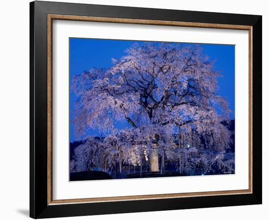 Cherry Blossoms at Night-null-Framed Photographic Print