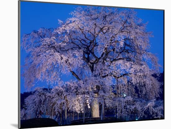 Cherry Blossoms at Night-null-Mounted Photographic Print
