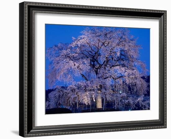 Cherry Blossoms at Night-null-Framed Photographic Print