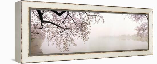 Cherry Blossoms at the Lakeside, Washington DC, USA-null-Framed Premier Image Canvas