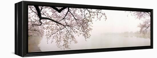 Cherry Blossoms at the Lakeside, Washington DC, USA-null-Framed Premier Image Canvas