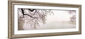 Cherry Blossoms at the Lakeside, Washington DC, USA-null-Framed Photographic Print