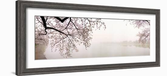 Cherry Blossoms at the Lakeside, Washington DC, USA--Framed Photographic Print