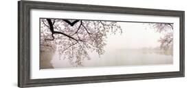 Cherry Blossoms at the Lakeside, Washington DC, USA-null-Framed Photographic Print