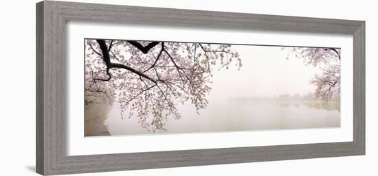 Cherry Blossoms at the Lakeside, Washington DC, USA-null-Framed Photographic Print